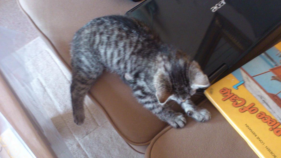 Huskat Tarzan billede 8