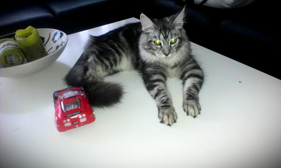 Maine Coon chili - 6 mdr billede 18