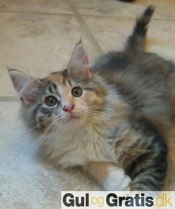 Maine Coon Fnuggi Tidl. kat billede 1