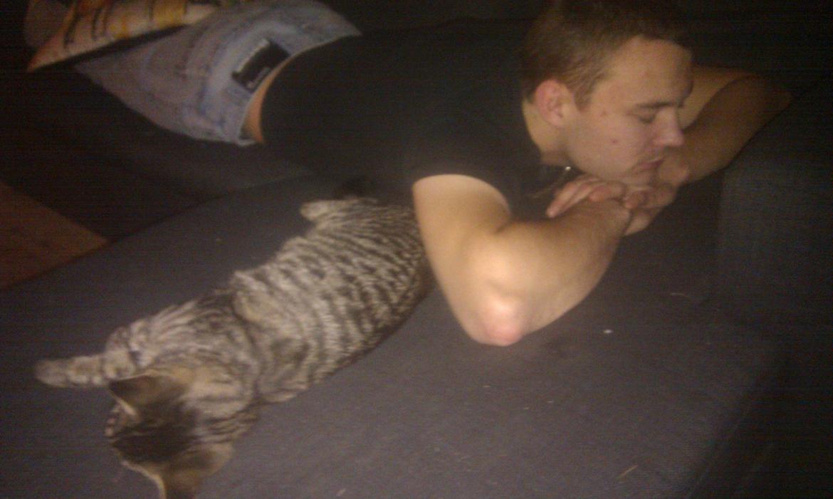 Huskat /Maine coon - Mille <3 billede 13