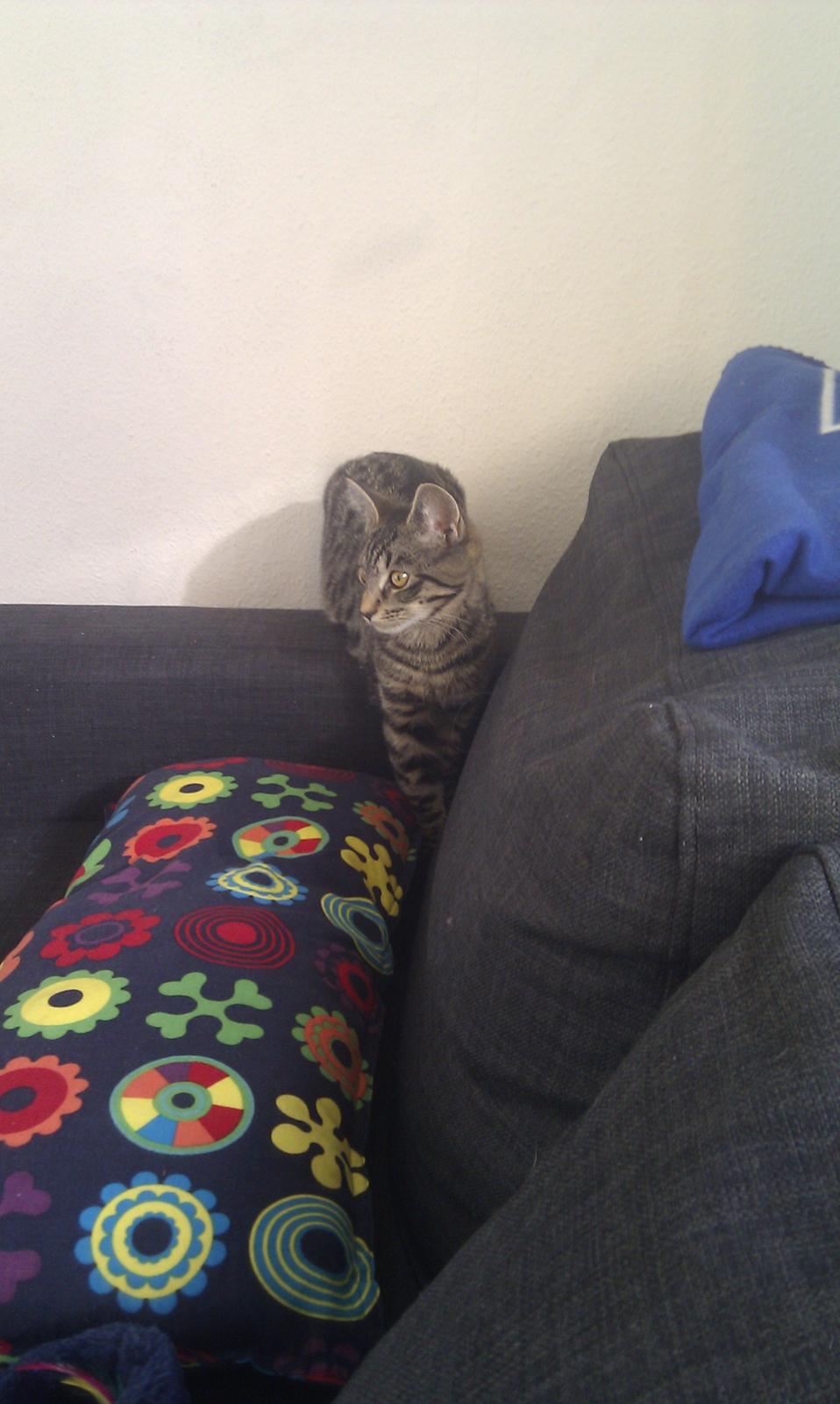 Huskat /Maine coon - Mille <3 billede 14