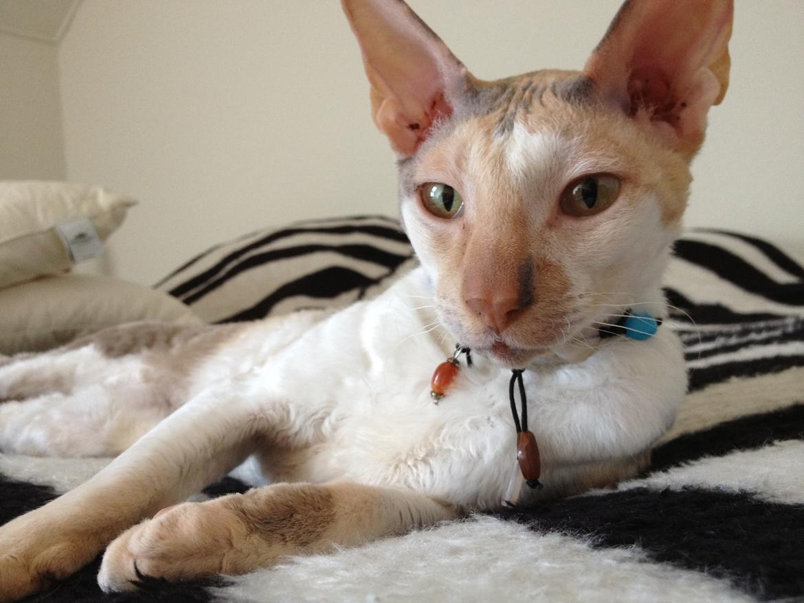 Cornish Rex Fogedegaarden's Afrodite - Fogedgårdens Afrodite - Chiller billede 9