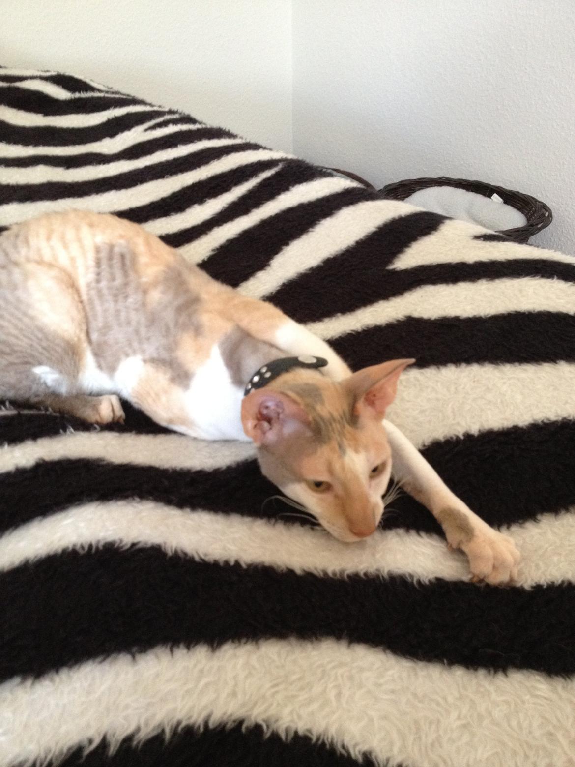 Cornish Rex Fogedegaarden's Afrodite - Lille dræber madammen billede 10