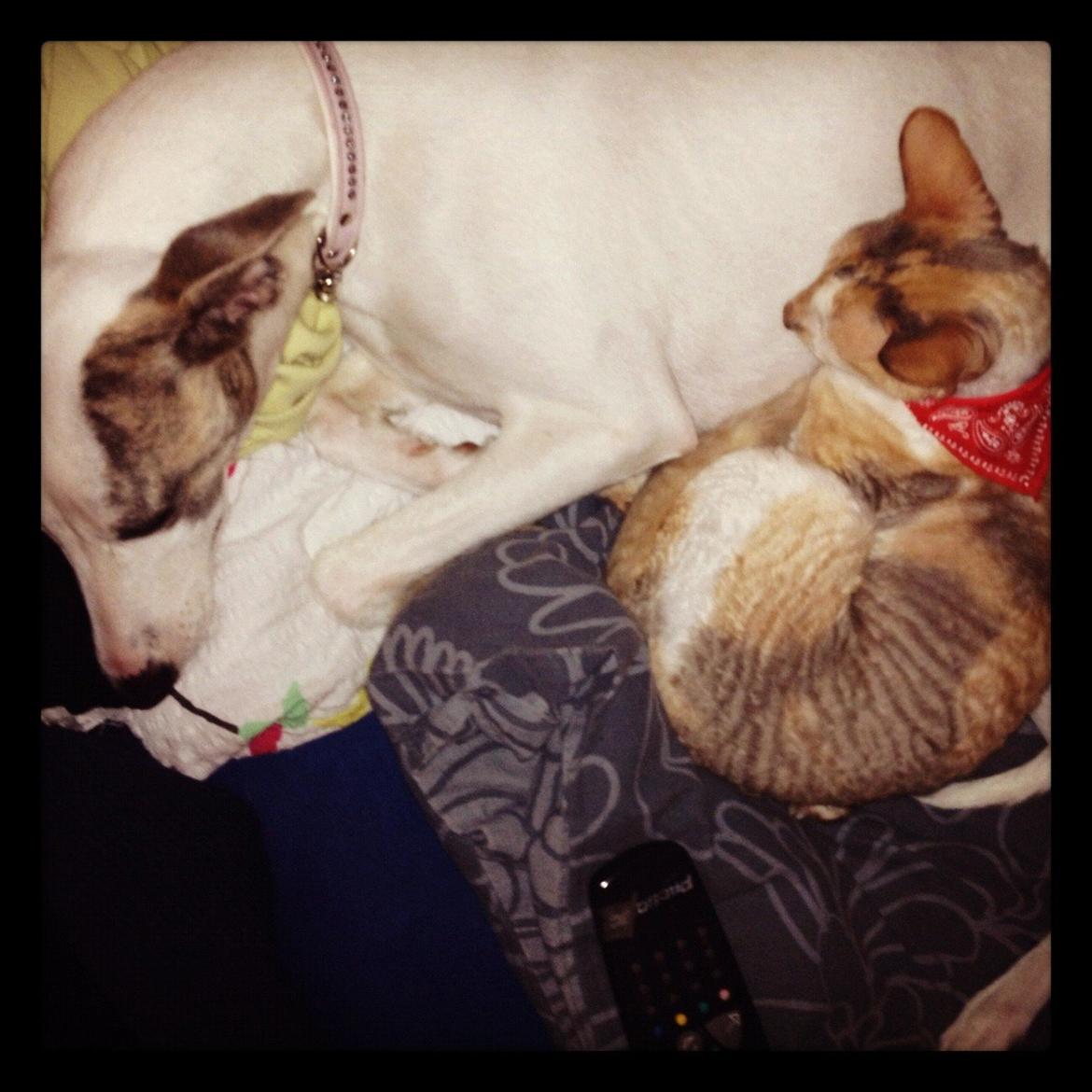 Cornish Rex Fogedegaarden's Afrodite - Puttehygge<3 billede 11