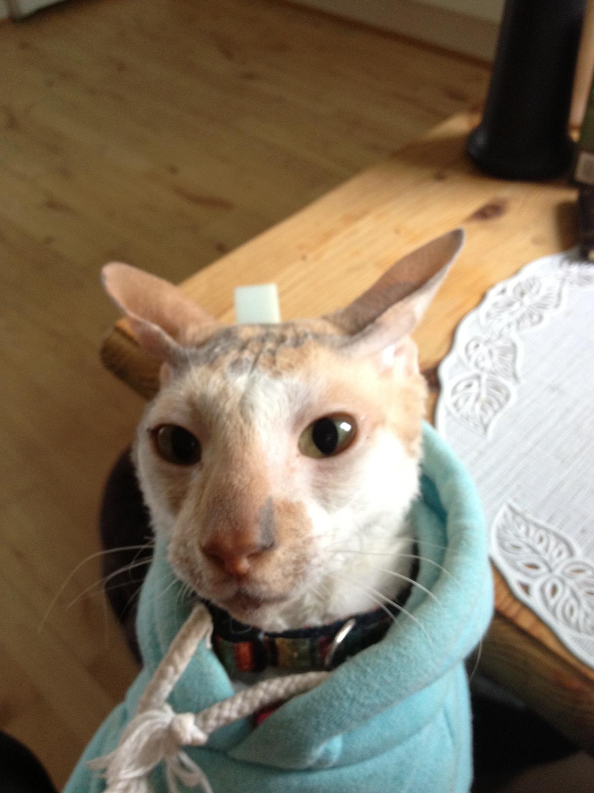 Cornish Rex Fogedegaarden's Afrodite - Madam Batcat billede 12