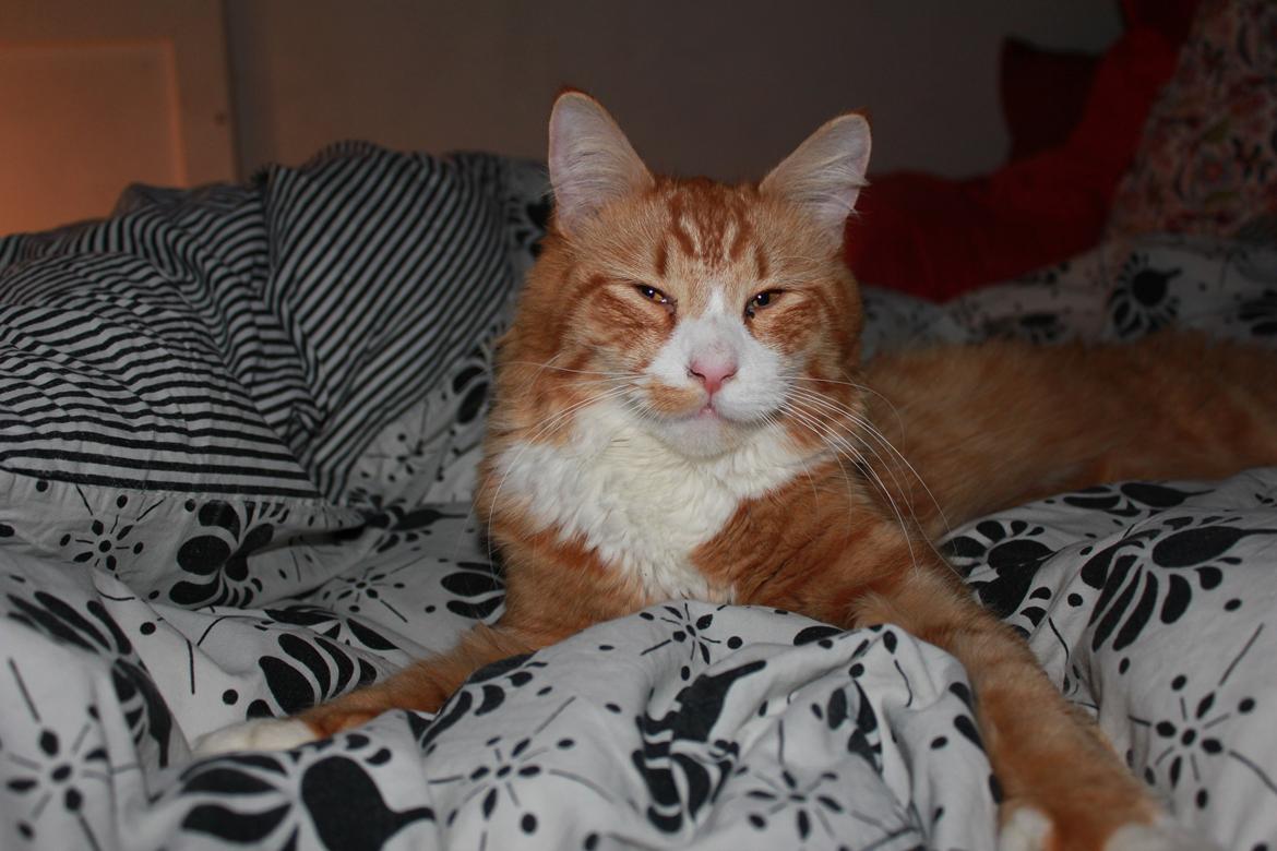 Maine Coon Ludvig Due Jensen billede 6