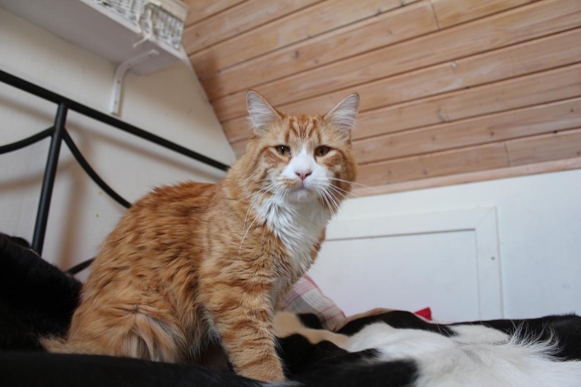 Maine Coon Ludvig Due Jensen billede 10