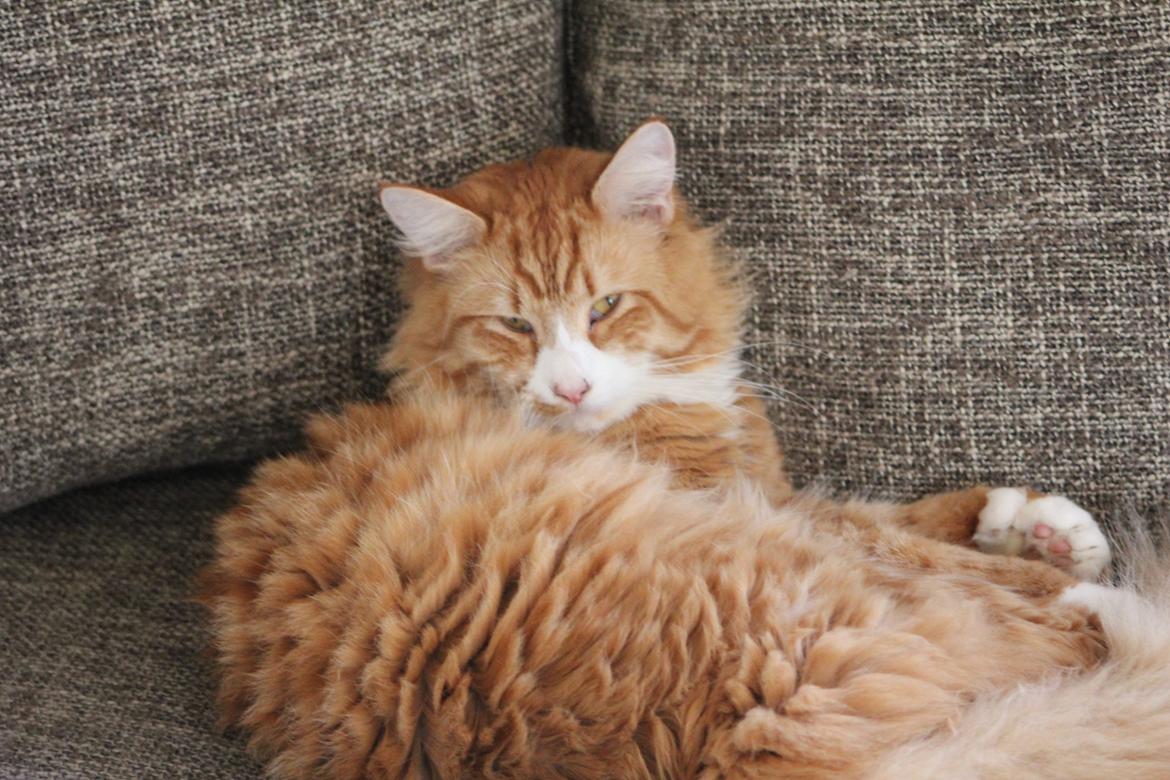 Maine Coon Ludvig Due Jensen billede 11