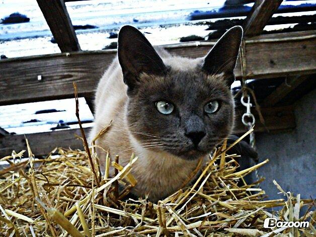 Blanding af racer Blue Delle R.I.P billede 11