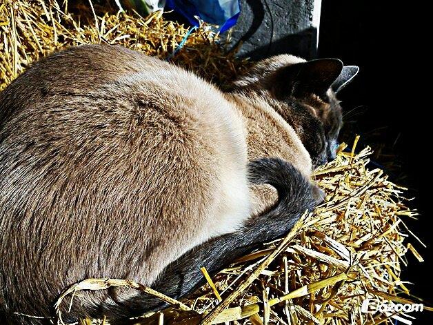 Blanding af racer Blue Delle R.I.P billede 12