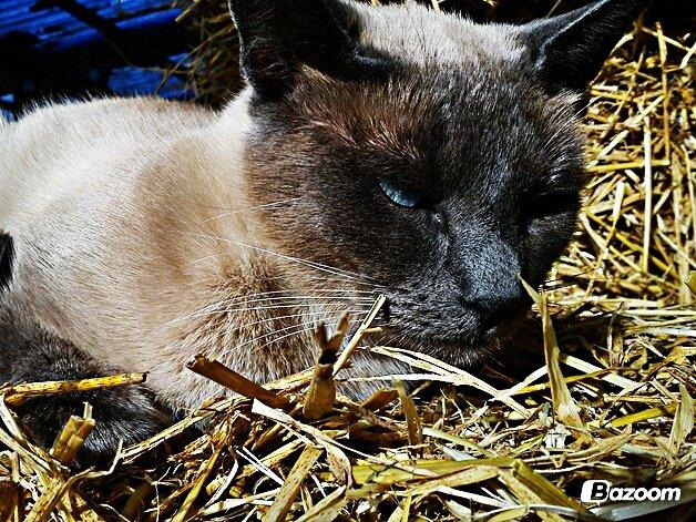 Blanding af racer Blue Delle R.I.P billede 13