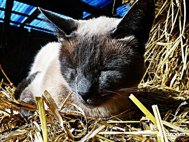 Blanding af racer Blue Delle R.I.P billede 10