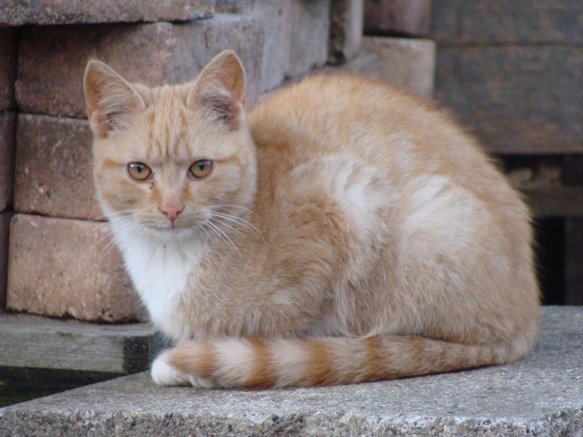 Huskat Hutson billede 18