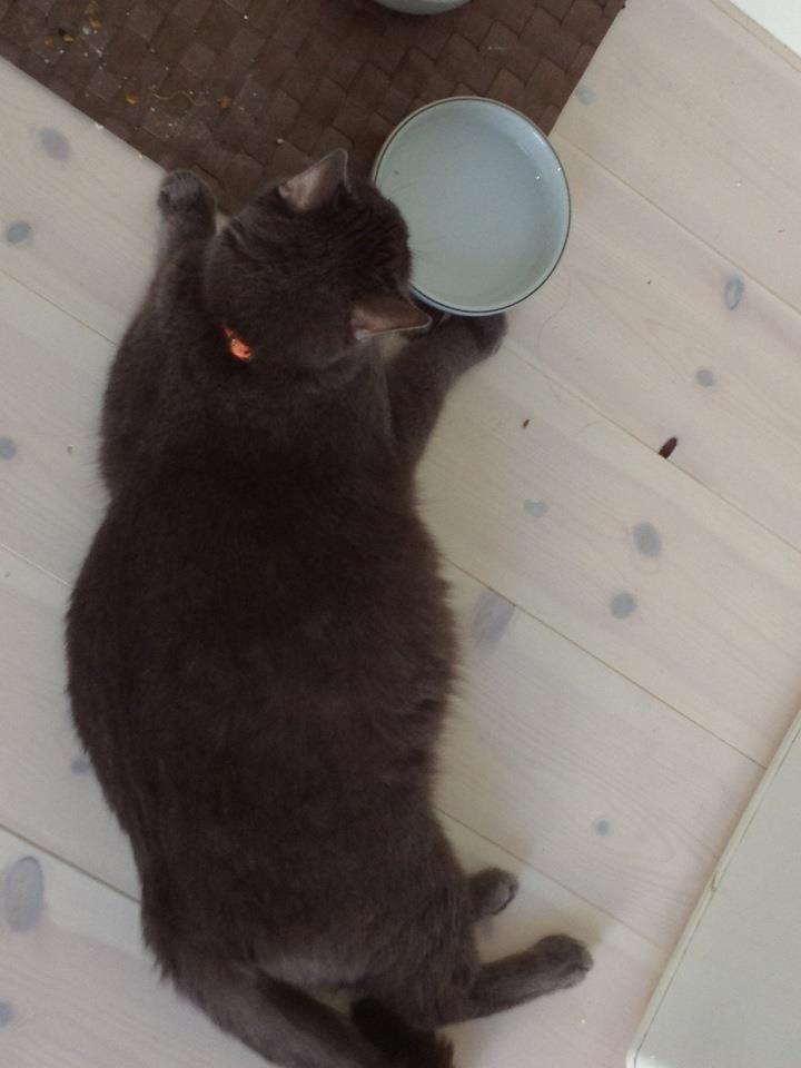 Blanding af racer Mew - Min prinsesse en uge før termin :) billede 10