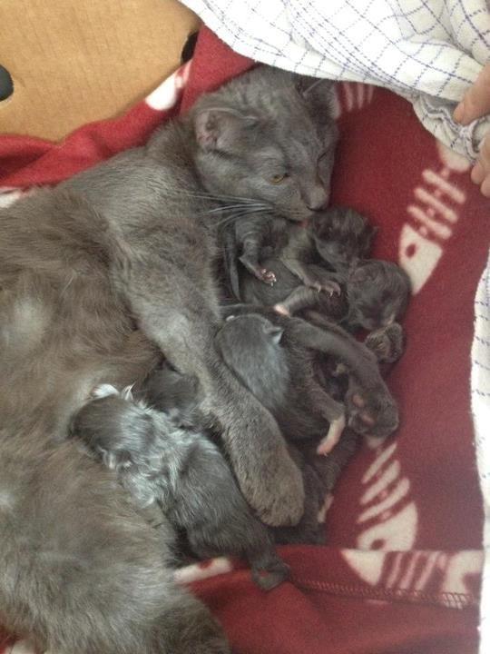 Blanding af racer Mew - Mew og hendes 6 mislinger, da de kun er et halvt døgn gamle billede 11