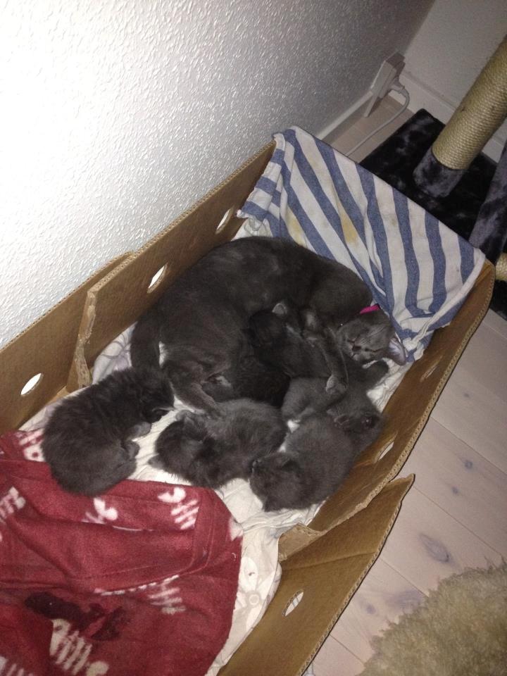 Blanding af racer Mew - Mew og mislingerne putter, de er ca 3-4 uger gamle her billede 12