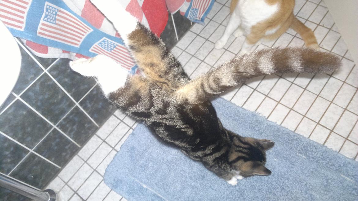 Huskat Mille billede 15