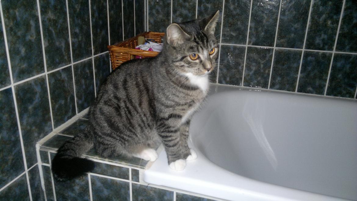 Huskat Cecilie billede 8