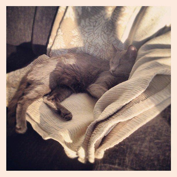 Blanding af racer Mew billede 13