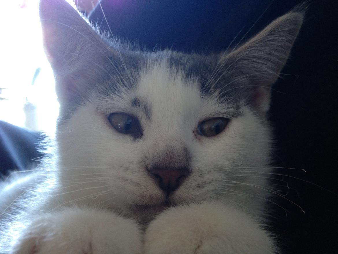 Blanding af racer James billede 3