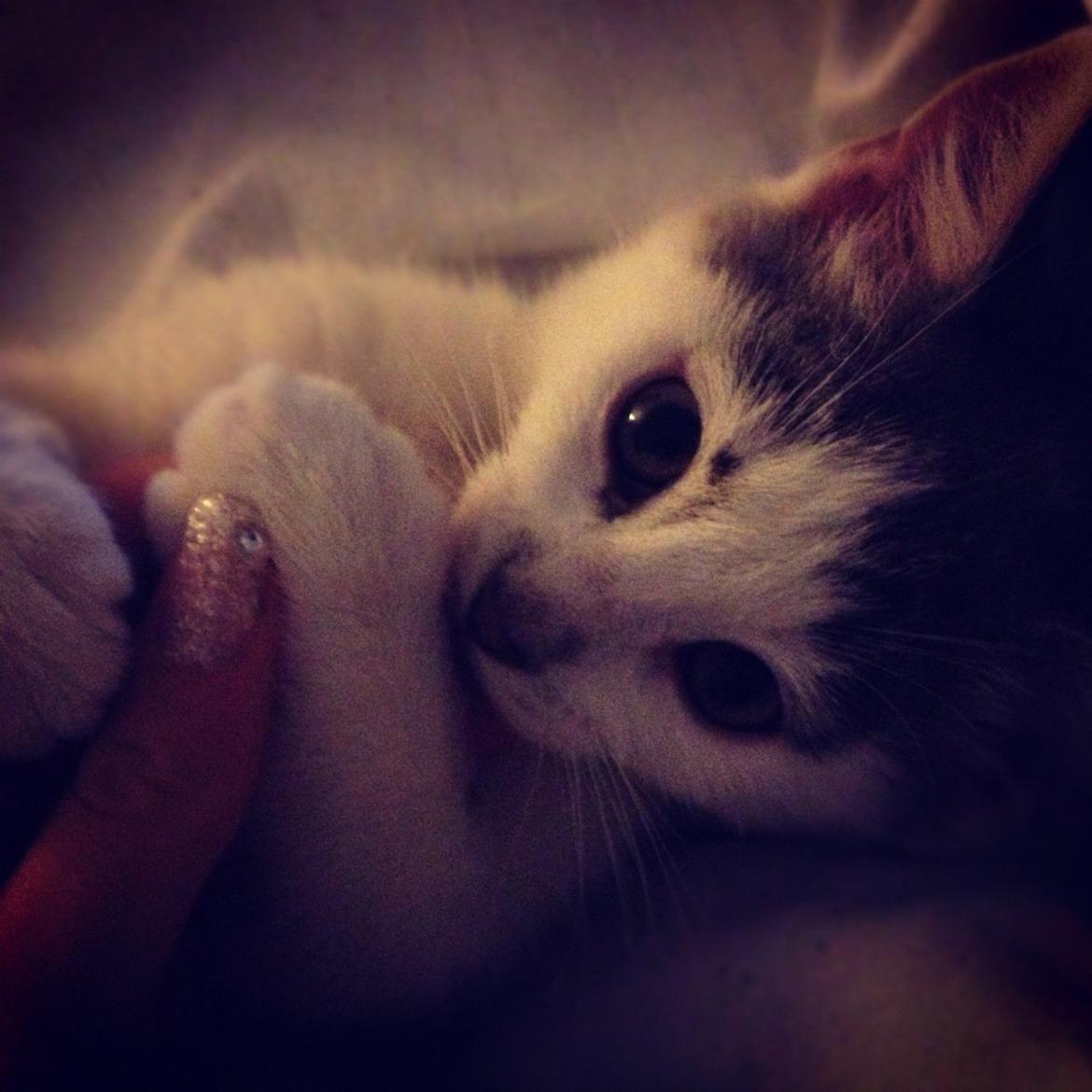 Blanding af racer James billede 9