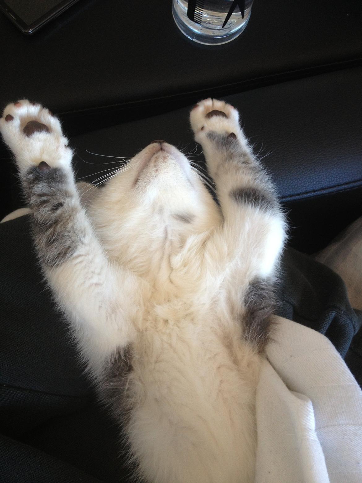 Blanding af racer James billede 10