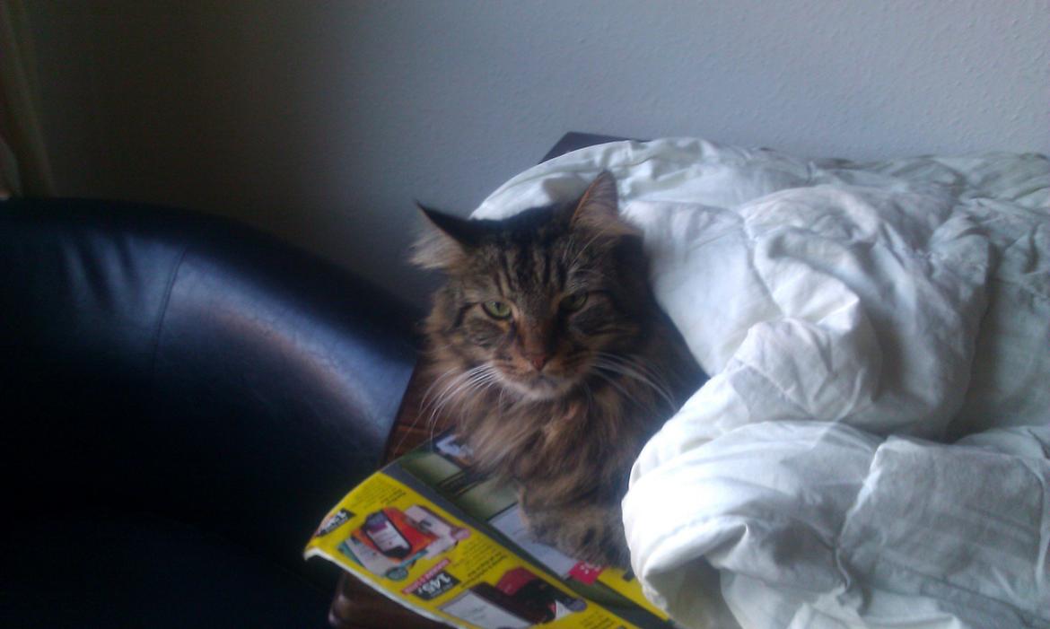 Blanding af racer Johnson billede 2