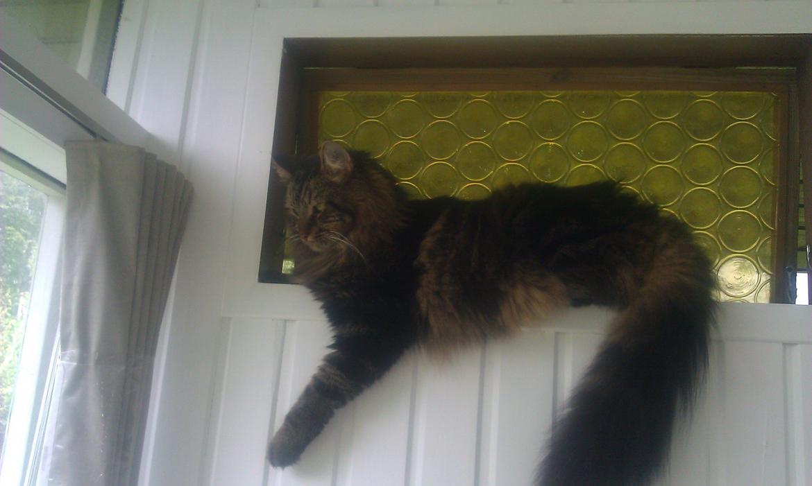 Blanding af racer Johnson billede 5