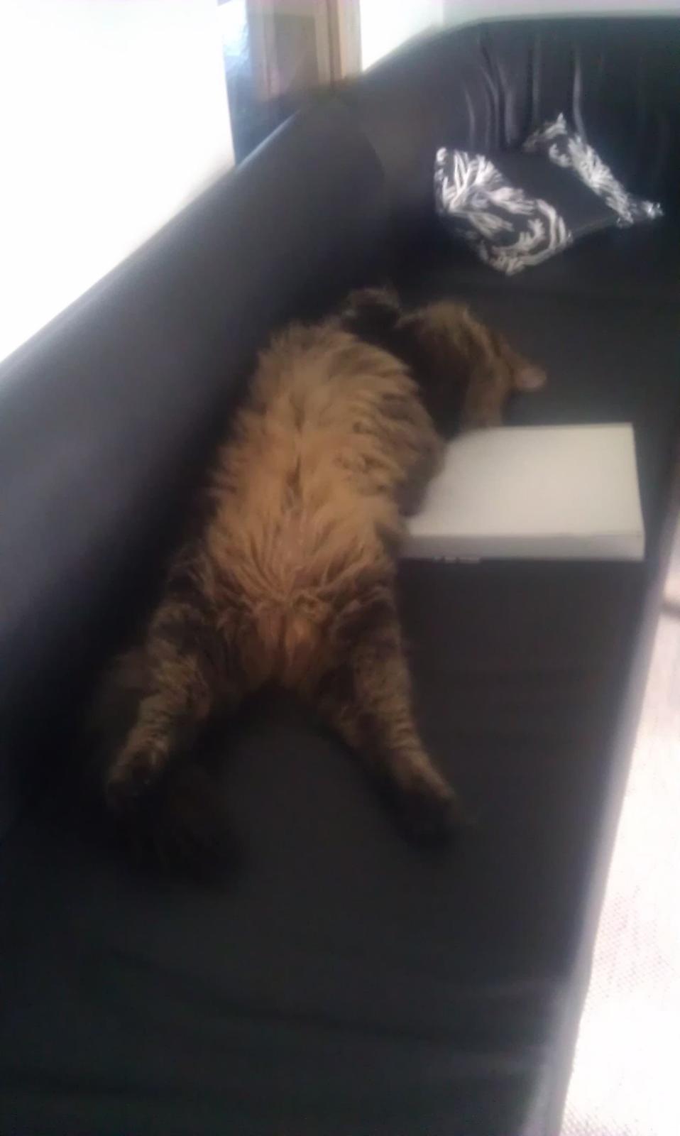 Blanding af racer Johnson billede 6