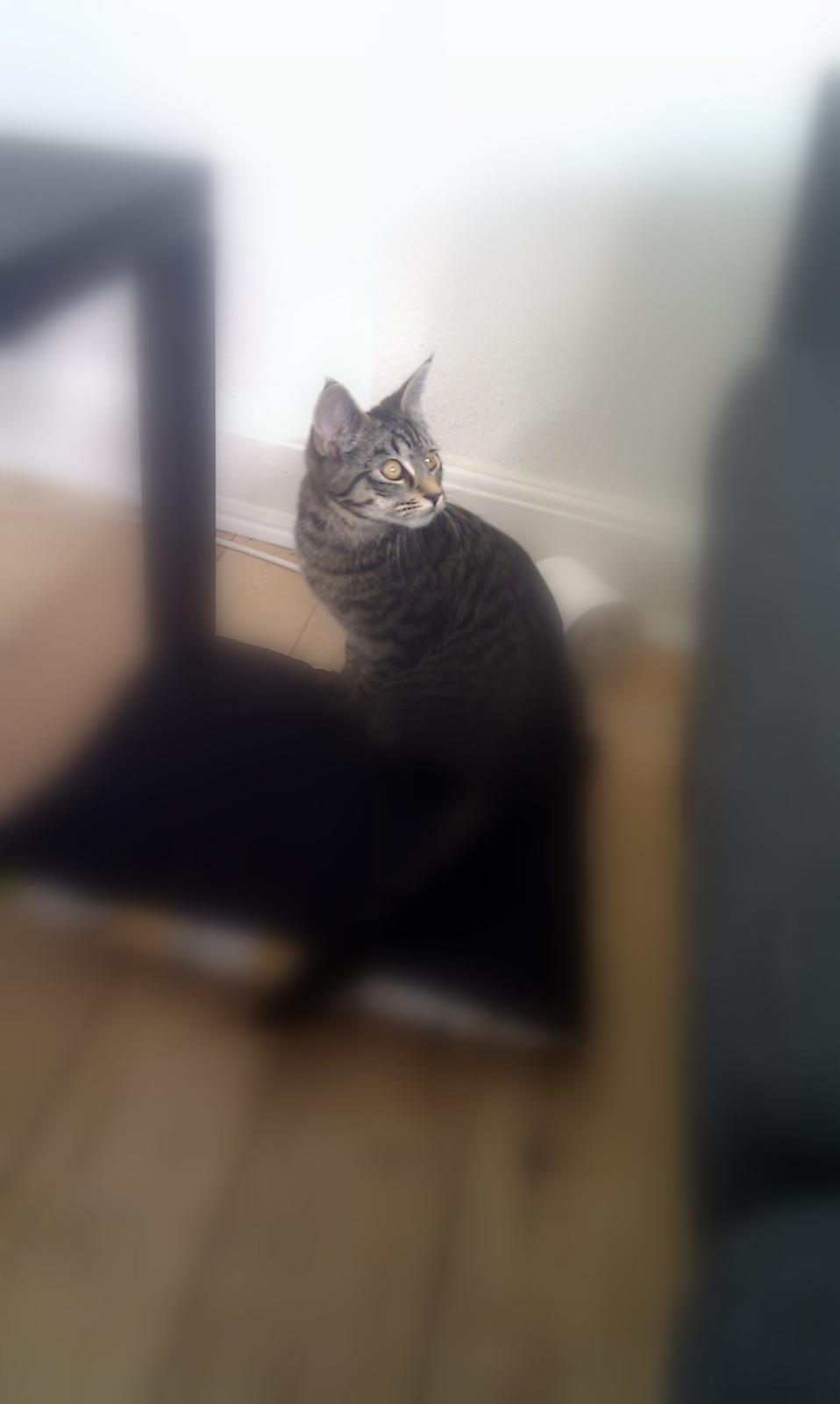 Huskat /Maine coon - Mille <3 billede 1