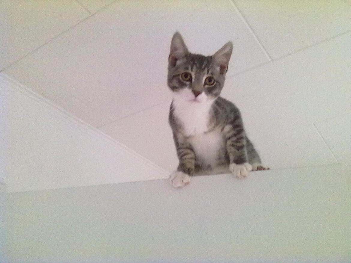 Blanding af racer grå billede 1