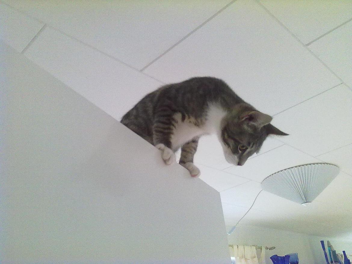 Blanding af racer grå billede 2