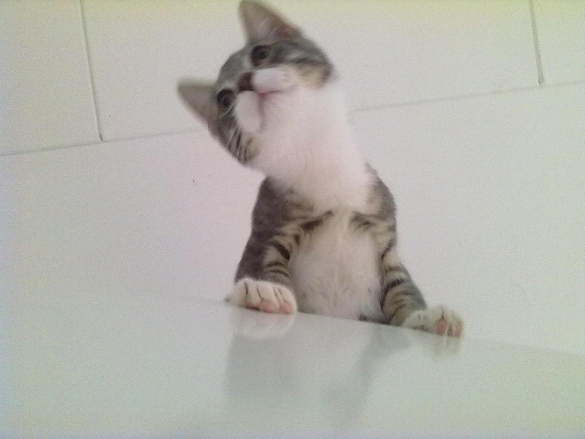 Blanding af racer grå billede 3