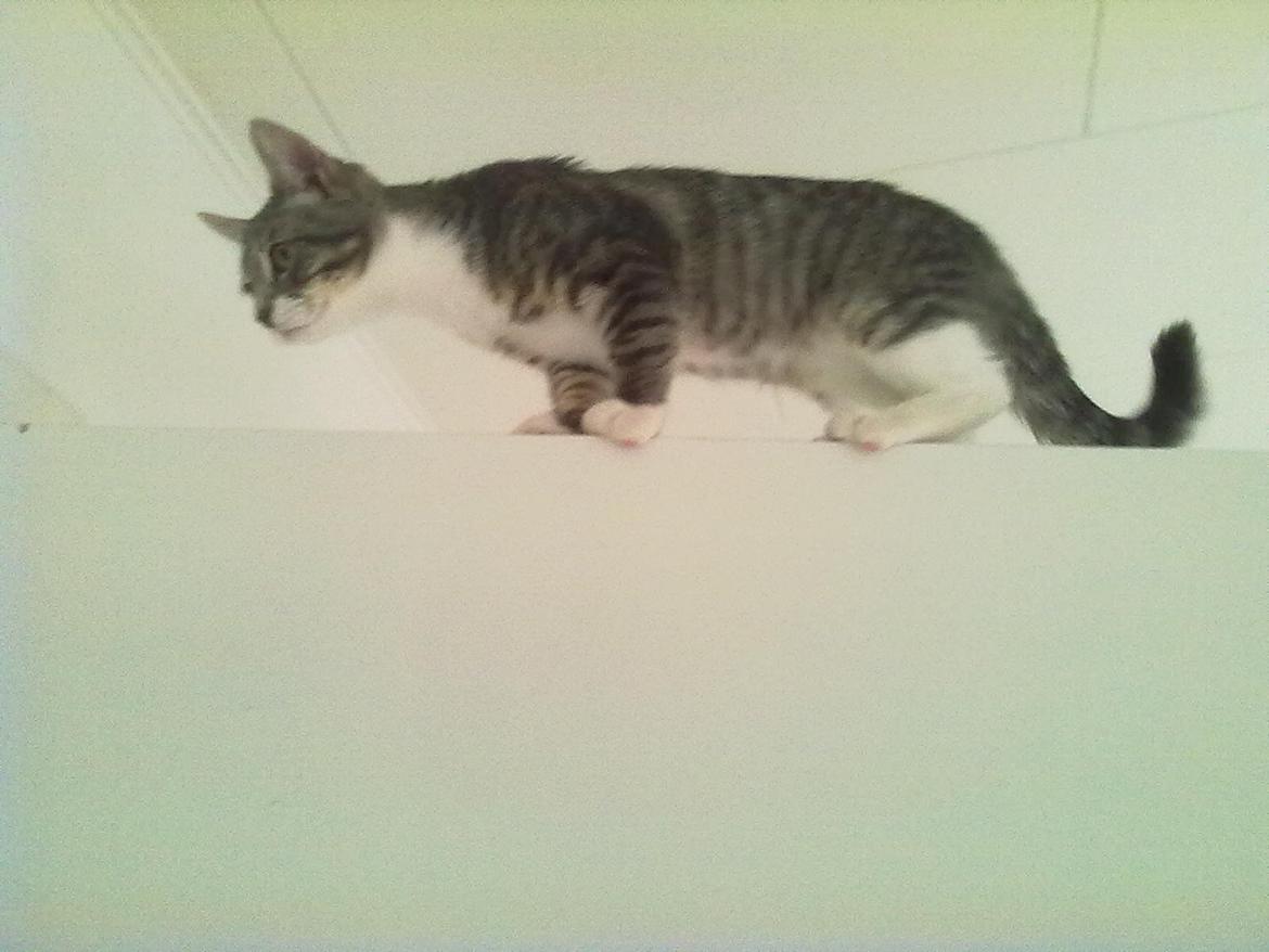 Blanding af racer grå billede 4