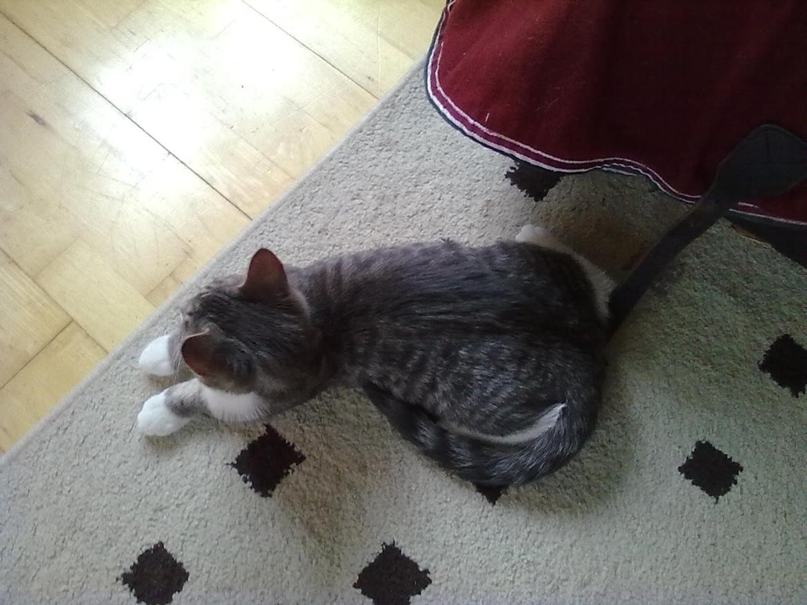 Blanding af racer grå billede 5