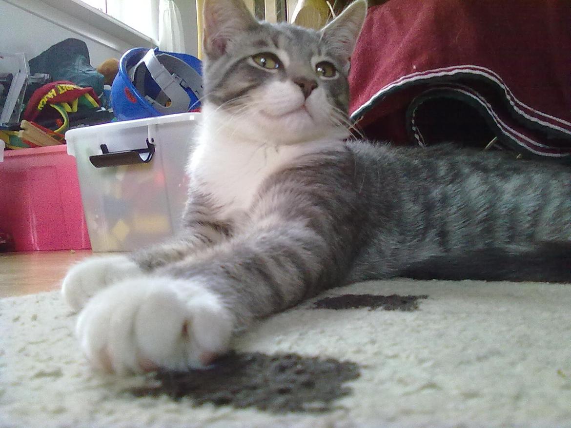 Blanding af racer grå billede 6