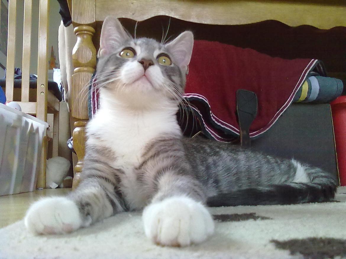 Blanding af racer grå billede 7