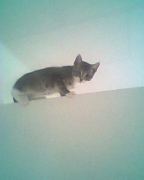 Blanding af racer grå billede 8