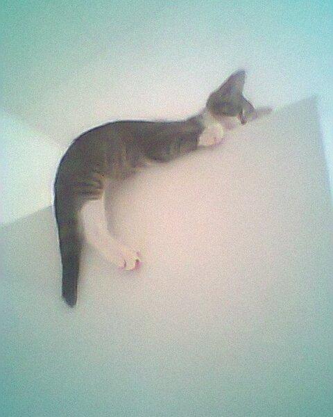 Blanding af racer grå billede 9