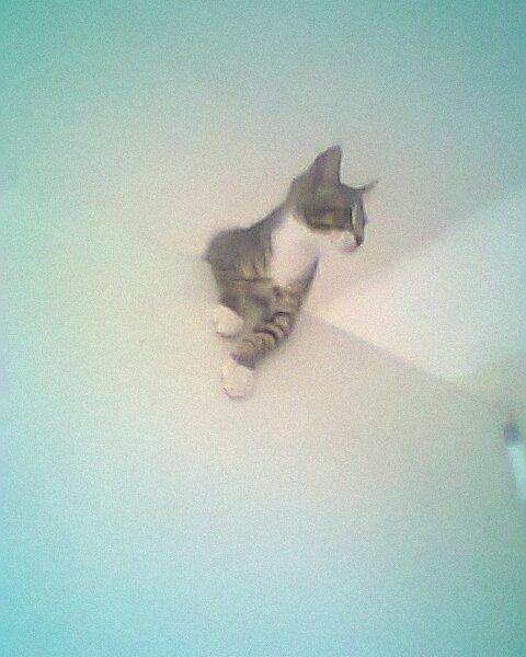 Blanding af racer grå billede 10