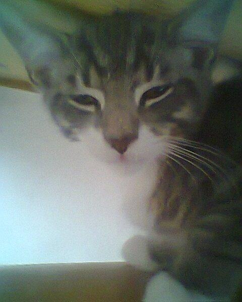 Blanding af racer grå billede 11