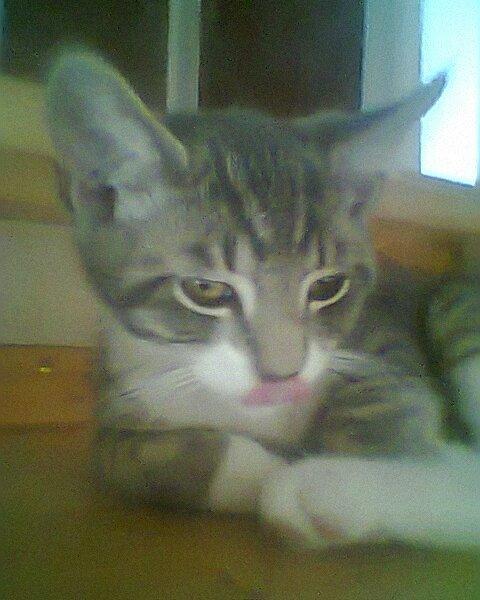 Blanding af racer grå billede 12