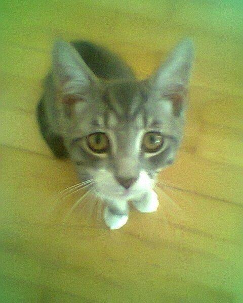 Blanding af racer grå billede 13