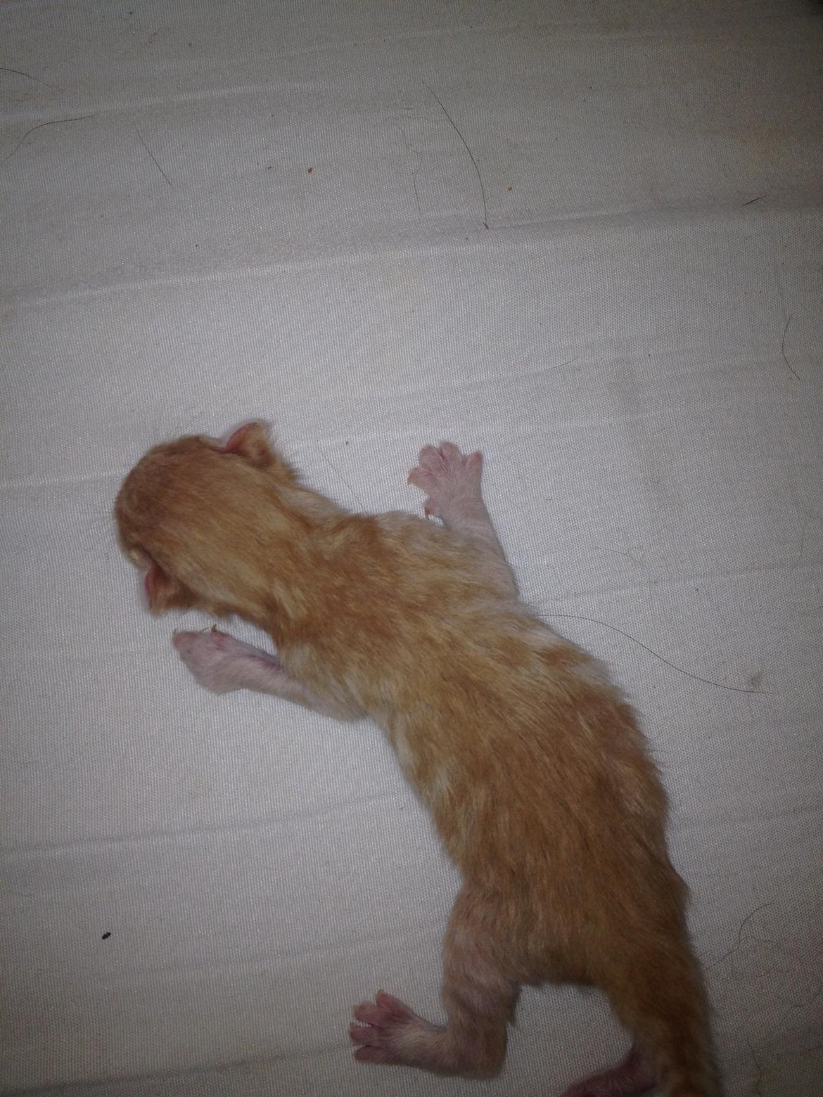 Blanding af racer oliver - Oliver der kun en 1 uge gammel :) billede 16