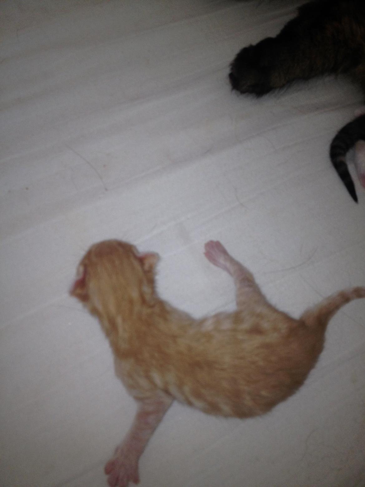 Blanding af racer oliver - Oliver der kun er 1 uge gammel:) billede 17