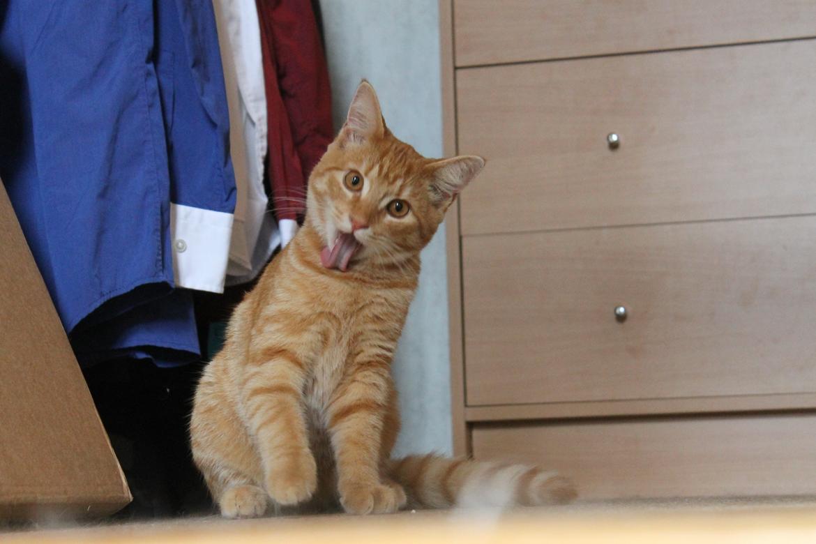 Blanding af racer oliver - Oliver 5mrd :)  billede 18