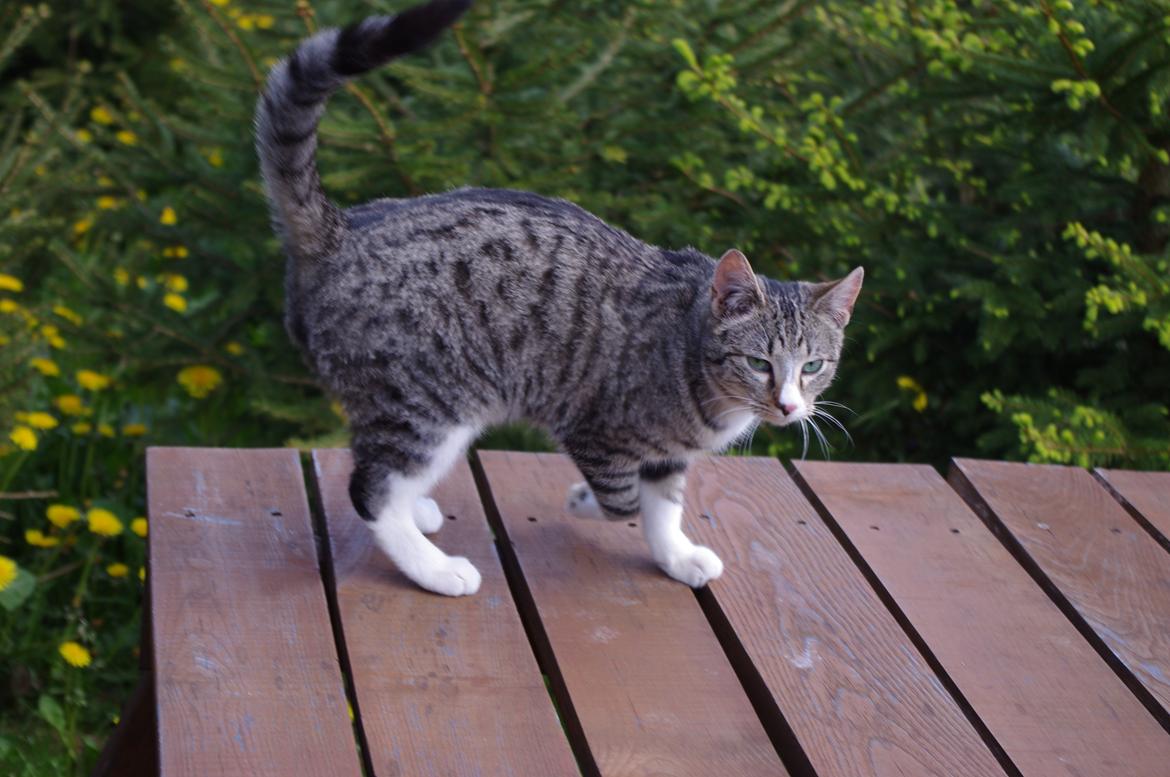 Huskat Kvist billede 17