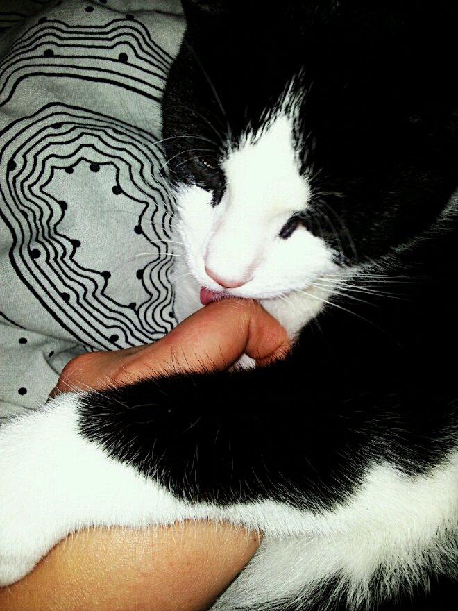 Huskat Fie - <3 billede 1