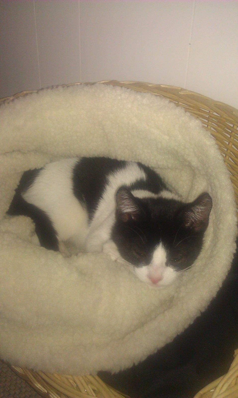 Huskat kato billede 1