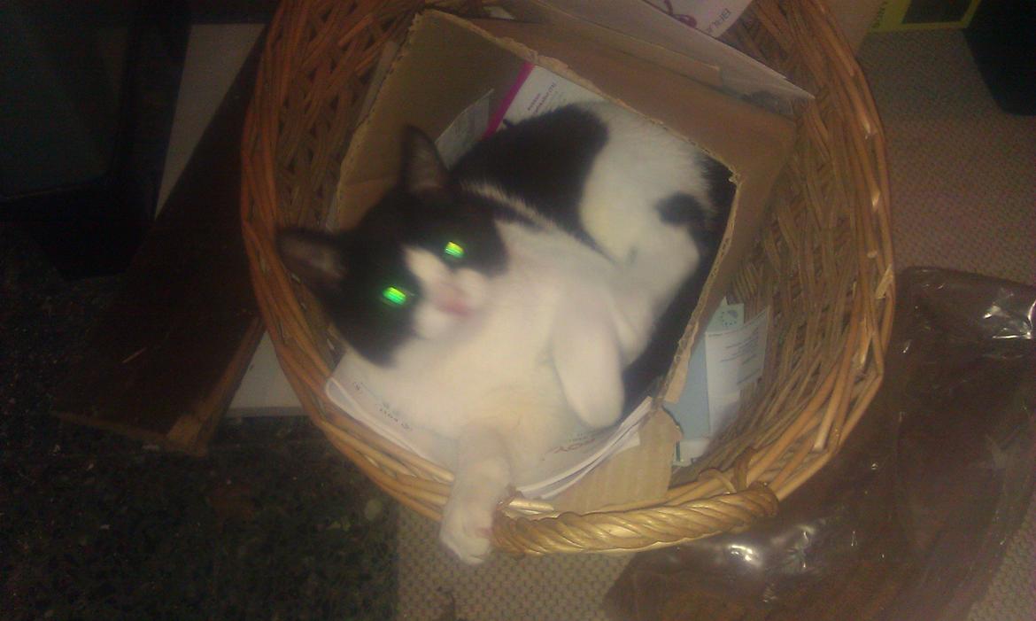 Huskat kato billede 2